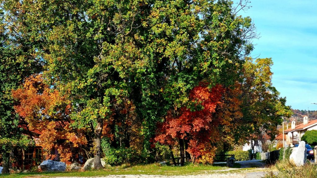 Il Carso in autunno - Il foliage in Carso